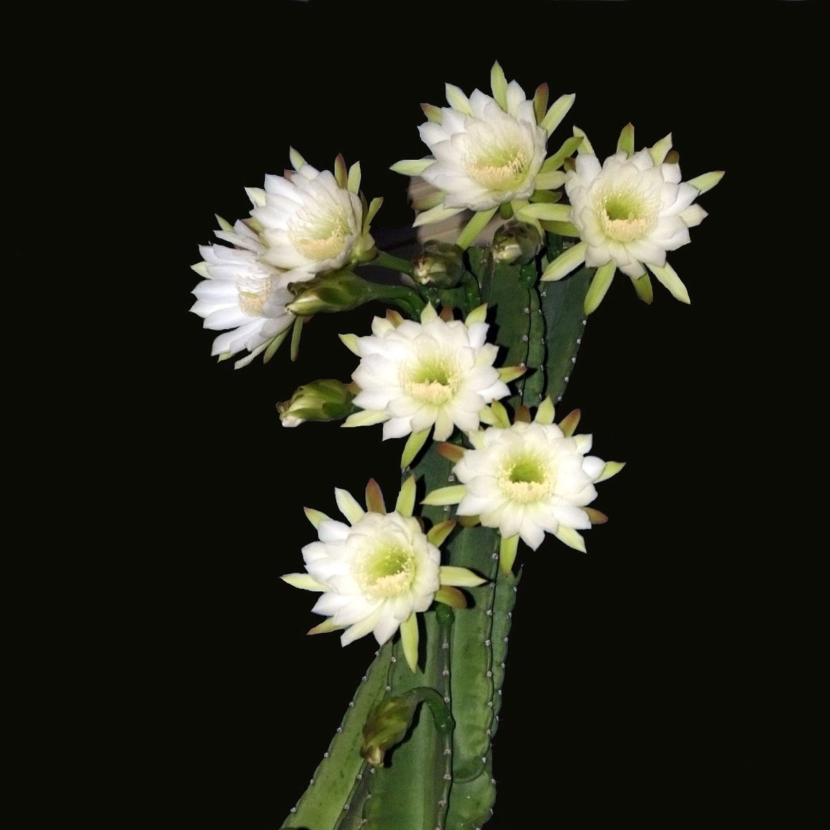 a thistle and a&nbsp;kiss